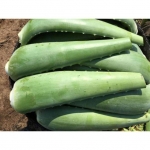 LÁ NHA ĐAM GIỐNG MỶ