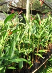 CHUỐI MỎ KÉT KÉP ĐỎ