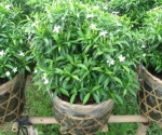 MAI VẠN PHÚC