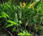 CHUỐI MỎ KÉT KÉP VÀNG