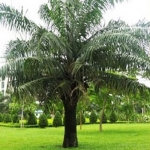 CÂY CỌ DẦU (Elaeis)