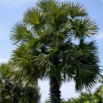 KÈ KALI (THỐT NỐT)