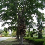 CÂY THA LA (Sa La Song thọ)