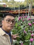 HOA NGHỆ TÂY