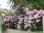 HỒNG TIÊN ( Hoa Lan Tỏi )