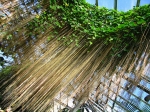 LIÊM HỒ ĐẰNG ( Hồ Đằng Rèm )