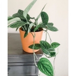 TRẦU BÀ HẠNH PHÚC