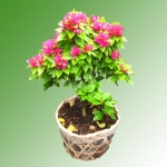 BÔNG GIẤY _ HOA GIẤY