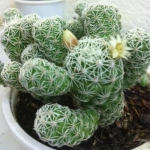 XƯƠNG RỒNG TRỨNG CHIM