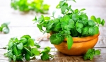 Cây Bạc Hà