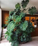 TRẦU BÀ MONSTERA