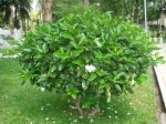 LÀI TÂY_ NGỌC BÚT