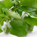 CÂY GIỐNG LÁ GIANG