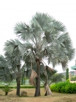KÈ BẠC