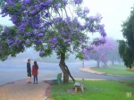 CÂY PHƯỢNG TÍM
